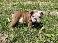 Lily , a female English Bulldog for sale in Stanley, WI – 4 of 8
