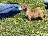 Blossom , a female English Bulldog for sale in Stanley, WI – 4 of 7