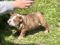 Dale, a female English Bulldog for sale in Stanley, WI – 2 of 8