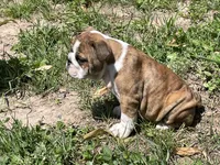 Daisy, a female English Bulldog for sale in Stanley, WI – 6 of 8