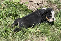 Chip, a male English Bulldog for sale in Stanley, WI – 4 of 9