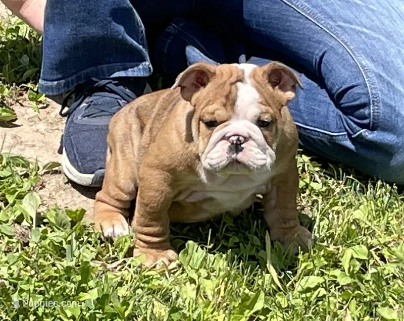 Dale – English Bulldog puppy for sale in Stanley, WI