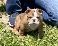 Dale, a female English Bulldog for sale in Stanley, WI – 1 of 8