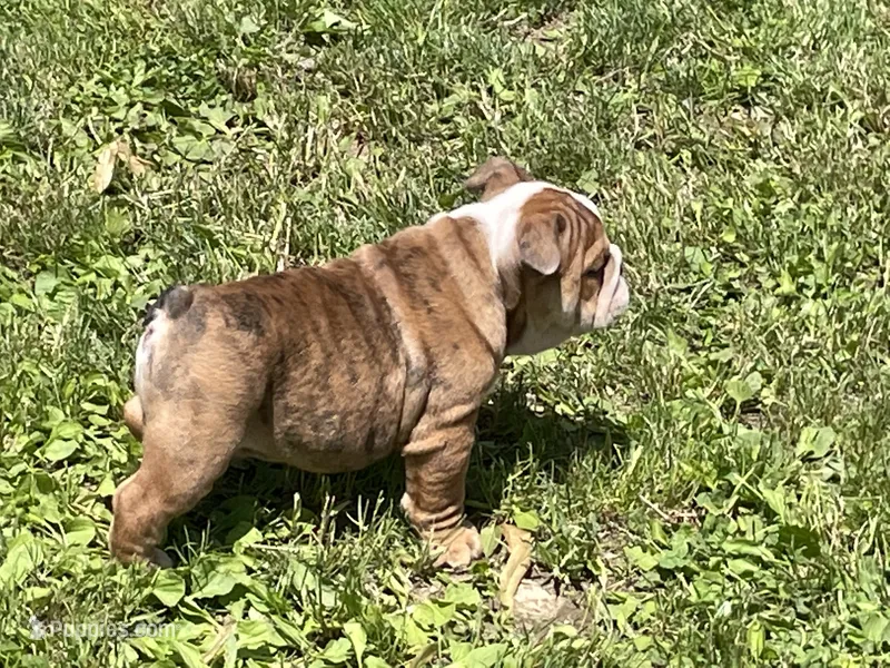 Rocky – English Bulldog puppy for sale in Stanley, WI