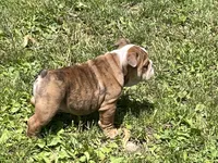 Rocky, a male English Bulldog for sale in Stanley, WI – 1 of 8