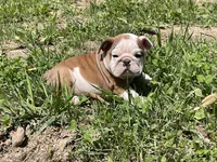 Lily , a female English Bulldog for sale in Stanley, WI – 2 of 8