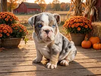 Diesel, a male English Bulldog for sale in Stanley, WI – 2 of 4