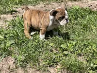 Daisy, a female English Bulldog for sale in Stanley, WI – 5 of 8