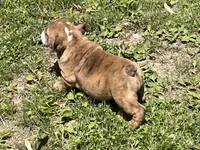 Blossom , a female English Bulldog for sale in Stanley, WI – 3 of 7