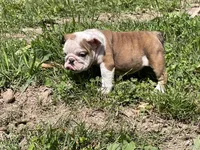 Lily , a female English Bulldog for sale in Stanley, WI – 5 of 8