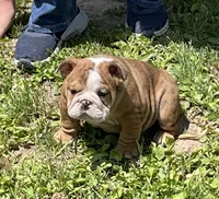 Dale, a female English Bulldog for sale in Stanley, WI – 3 of 8