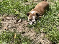 Daisy, a female English Bulldog for sale in Stanley, WI – 2 of 8