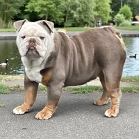 Lily , a female English Bulldog for sale in Stanley, WI – 8 of 8
