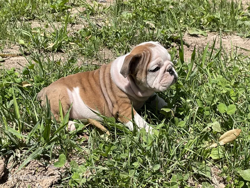 Lily  – English Bulldog puppy for sale in Stanley, WI