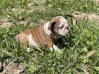 Lily , a female English Bulldog for sale in Stanley, WI – 1 of 8