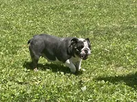 Chip, a male English Bulldog for sale in Stanley, WI – 9 of 9