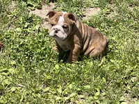 Rocky, a male English Bulldog for sale in Stanley, WI – 5 of 8
