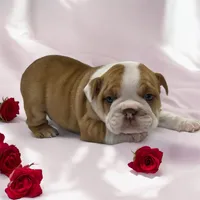 processed/9b00b6ba-1b6b-40cf-90e8-5a0de98589fd/listing/b40ce9d9-cc44-4340-8a0c-379d20d8ef8c/2dc43c71-1d45-42cc-aa41-654ba4f33417