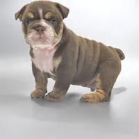 processed/9b00b6ba-1b6b-40cf-90e8-5a0de98589fd/listing/b7a8726b-73fa-4624-9cd1-1a07917d93ed/0c0ffe21-23d0-4273-9b39-f2471579bae1