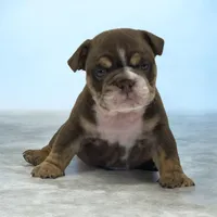 processed/9b00b6ba-1b6b-40cf-90e8-5a0de98589fd/listing/b7a8726b-73fa-4624-9cd1-1a07917d93ed/2b72a53a-6818-40cb-afcc-bb23512270c8