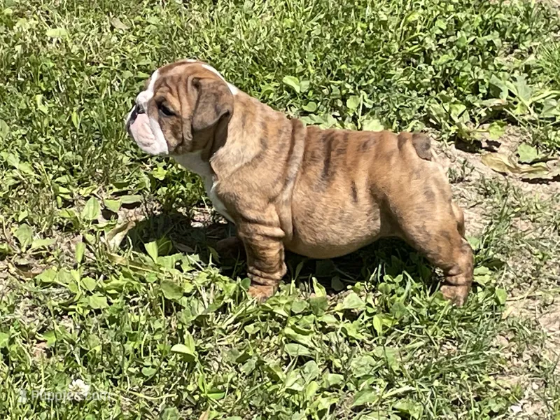 Blossom  – English Bulldog puppy for sale in Stanley, WI