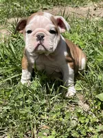 Lily , a female English Bulldog for sale in Stanley, WI – 3 of 8