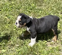 Chip, a male English Bulldog for sale in Stanley, WI – 5 of 9
