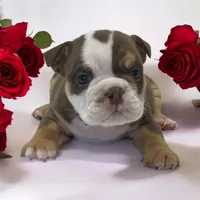 Victoria, a female English Bulldog for sale in Stanley, WI – Photo 1 of 3