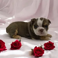 Victoria, a female English Bulldog for sale in Stanley, WI – Photo 3 of 3