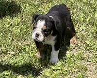 Chip, a male English Bulldog for sale in Stanley, WI – 1 of 9