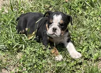 Chip, a male English Bulldog for sale in Stanley, WI – 6 of 9