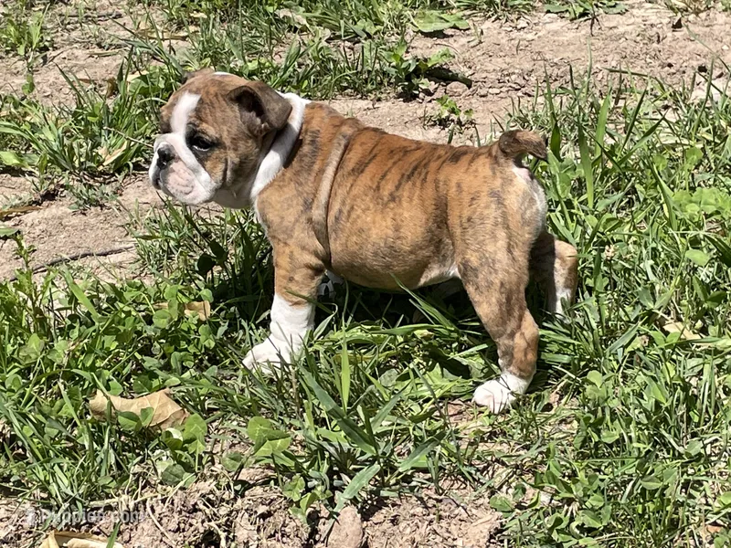 Daisy – English Bulldog puppy for sale in Stanley, WI