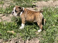 Daisy, a female English Bulldog for sale in Stanley, WI – 3 of 8