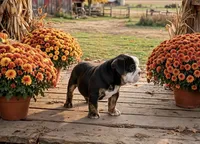 Duke, a male English Bulldog for sale in Stanley, WI – 2 of 4