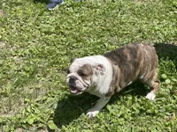 Dale, a female English Bulldog for sale in Stanley, WI – 7 of 8