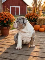 Diesel, a male English Bulldog for sale in Stanley, WI – 4 of 4