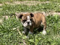 Daisy, a female English Bulldog for sale in Stanley, WI – 4 of 8