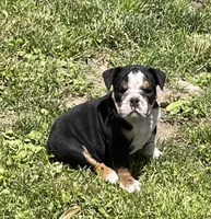 Chip, a male English Bulldog for sale in Stanley, WI – 3 of 9