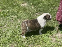 Rocky, a male English Bulldog for sale in Stanley, WI – 8 of 8