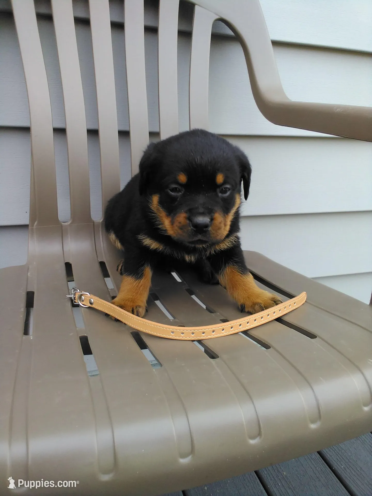 Rambo , a male Rottweiler for sale in Orwell, OH – Photo 4 of 4