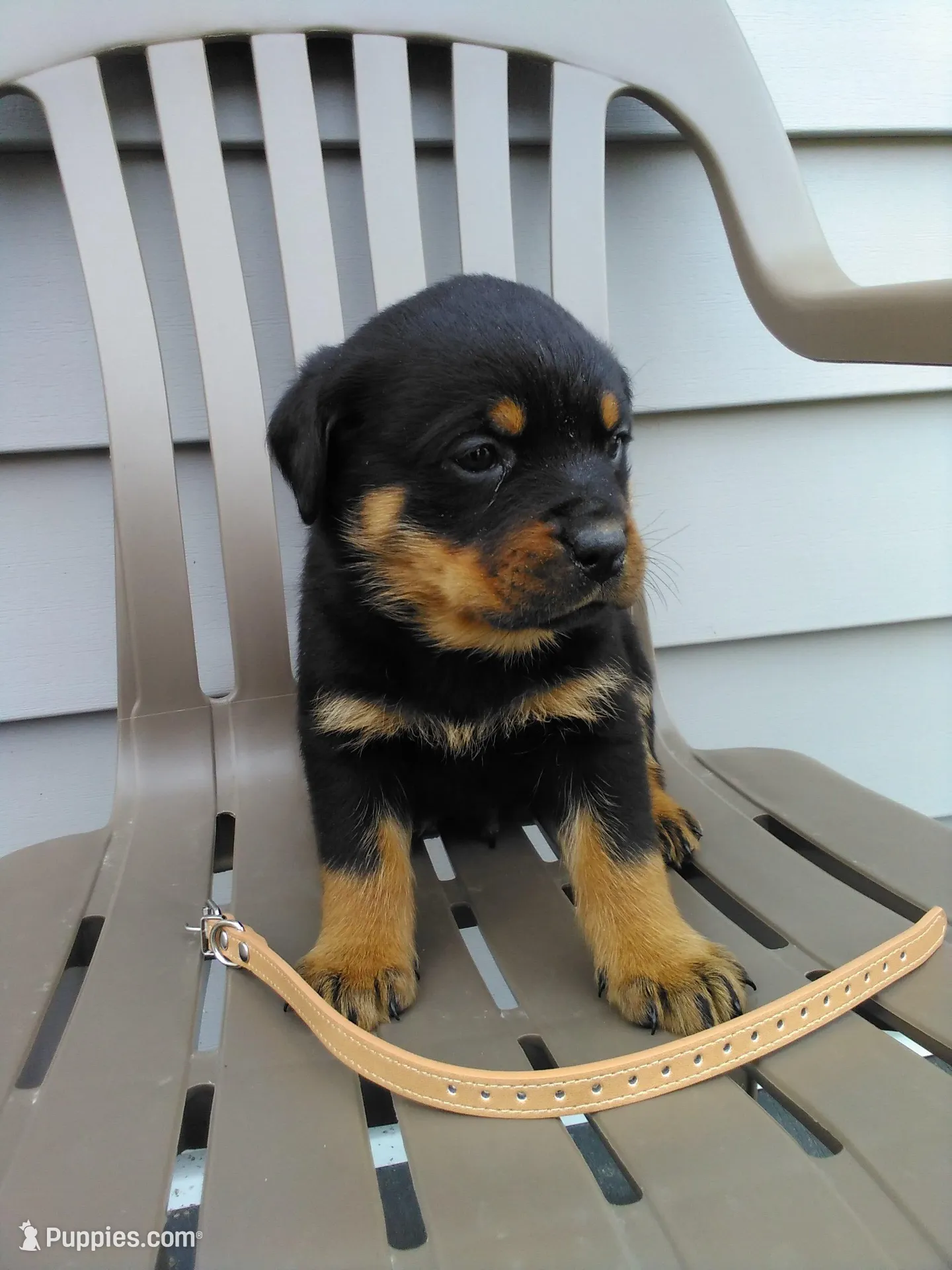 Rambo , a male Rottweiler for sale in Orwell, OH – Photo 1 of 4