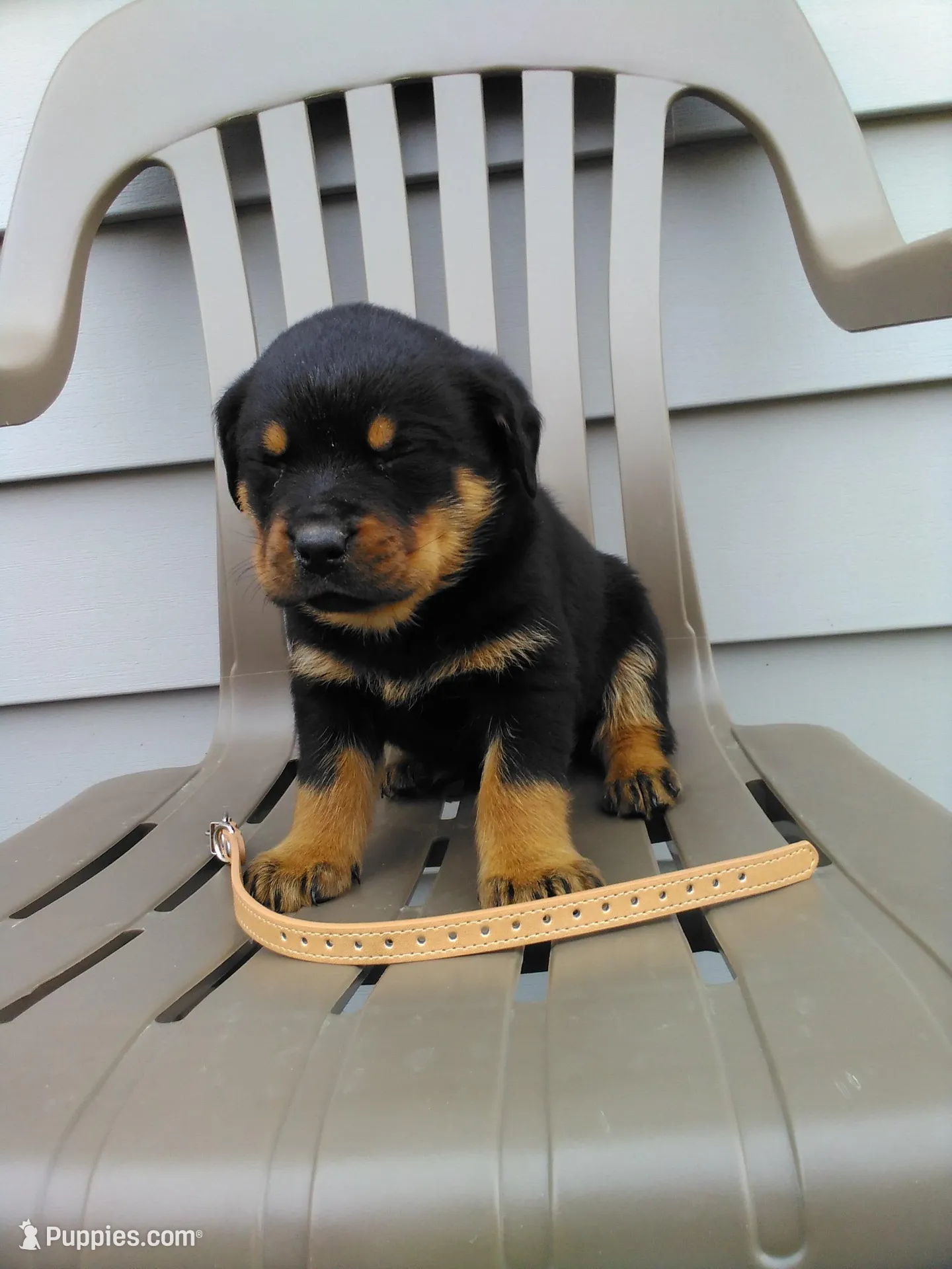 Rambo , a male Rottweiler for sale in Orwell, OH – Photo 3 of 4