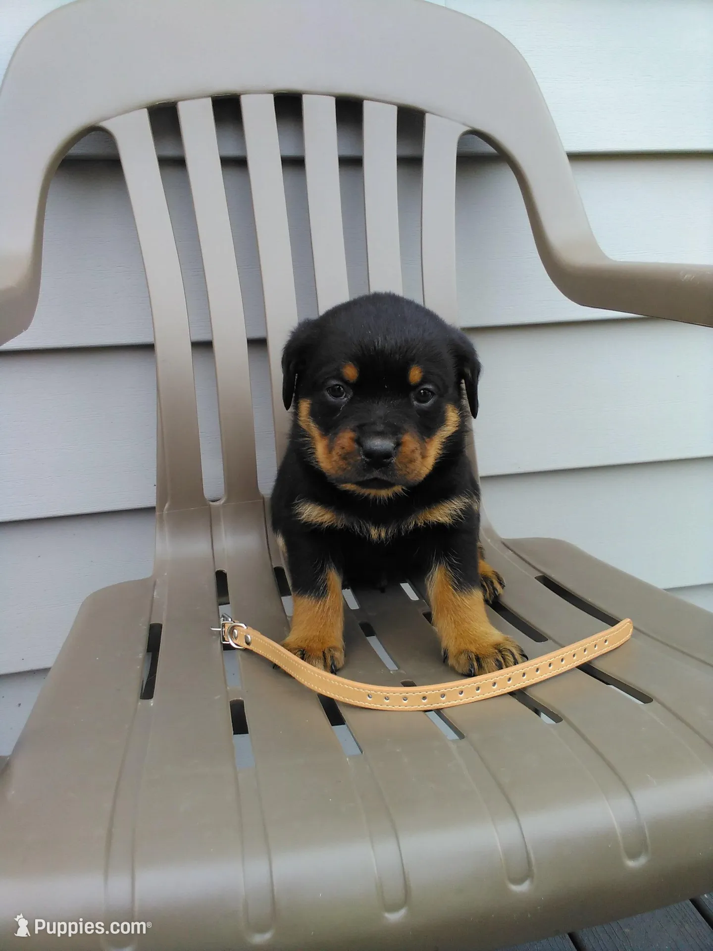 Rambo , a male Rottweiler for sale in Orwell, OH – Photo 2 of 4