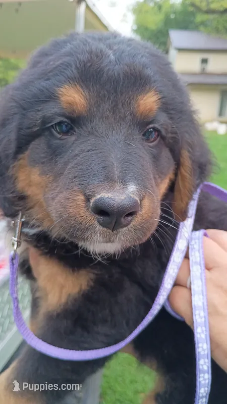 Purple – German Shepherd Dog, Bernese Mountain Dog puppy for sale in Broadway, VA