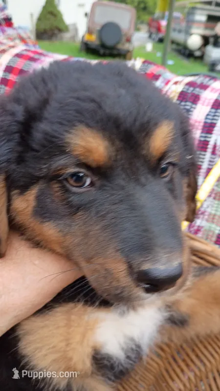 Yellow – German Shepherd Dog, Bernese Mountain Dog puppy for sale in Broadway, VA