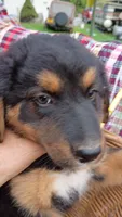 Yellow, a female German Shepherd Dog and Bernese Mountain Dog for sale in Broadway, VA – 1 of 1