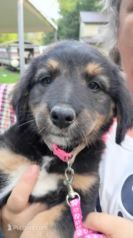 Pink – German Shepherd Dog, Bernese Mountain Dog puppy for sale in Broadway, VA