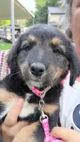 Pink, a female German Shepherd Dog and Bernese Mountain Dog for sale in Broadway, VA – 1 of 1