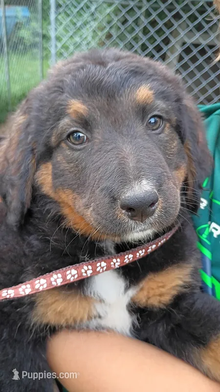 Brown – German Shepherd Dog, Bernese Mountain Dog puppy for sale in Broadway, VA