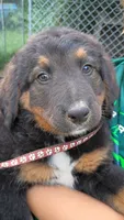 Brown, a female German Shepherd Dog and Bernese Mountain Dog for sale in Broadway, VA – 1 of 1